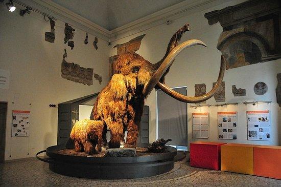 Museo Civico di Scienze Naturali E. Caffi